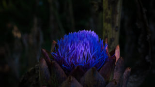 Globe Artichoke in bloom