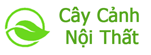 Cây Cảnh Nội Thất