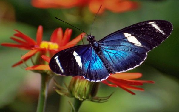 papillon bleu et noir