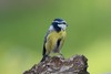 Mésange bleue  (France, dépt Vienne, 11/24) 