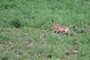 Lièvre, France, dépt Vienne, 07/24