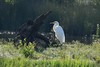 Grande aigrette (France, dépt Vienne, 06/24) 