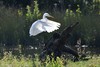 Grande aigrette (France, dépt Vienne, 06/24) 