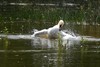 Cygne tuberculé  (France, dépt Vienne, 06/24) 