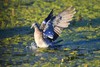 Pigeon ramier juvénile (France, dépt Vienne, 08/24)