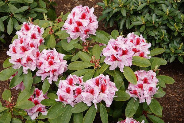 RHODODENDRON. BELAMI