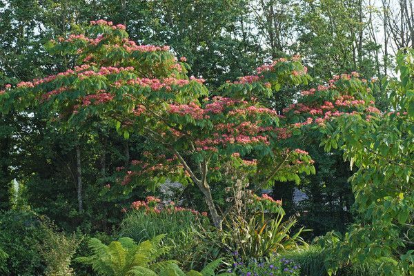 ALBIZIA JULIBRISSIN. BOUBRI