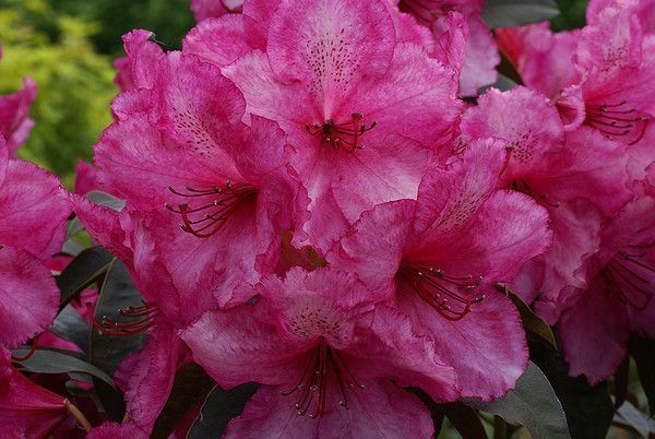 RHODODENDRON. BLACK PEARL