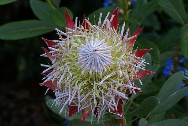 PROTEA CYNAROÏDES. LITTLE PRINCESS