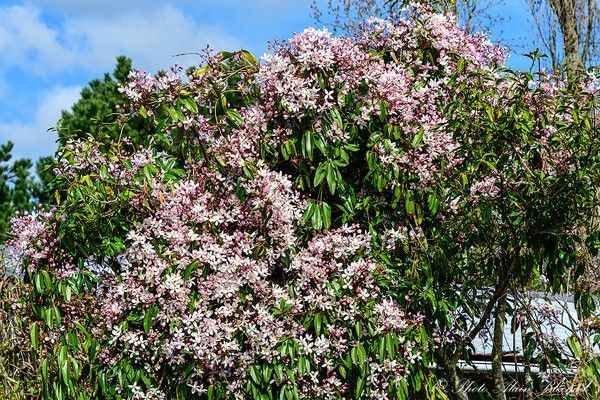 Clématite Armandii apple bossom