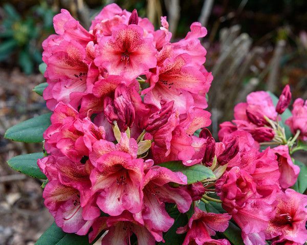 Rhododendron Hybride Fabia * Stesyl