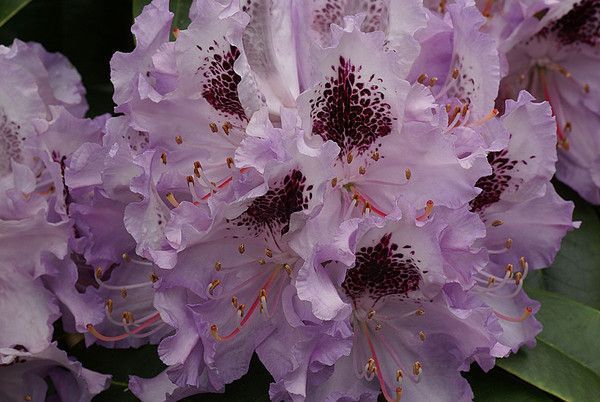 RHODODENDRON. BLUE PETER