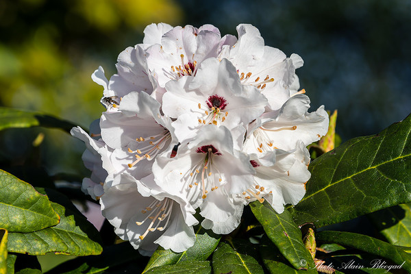 Rhododendron Fulvum