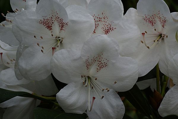 RHODODENDRON. BEAUTY OF LITTLEWORTH