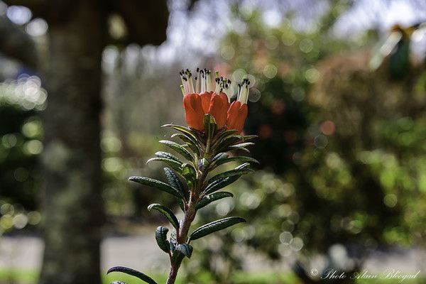 Rhododendron Spinuliferum