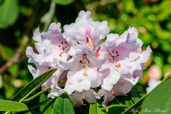 Rhododendron Geraldii