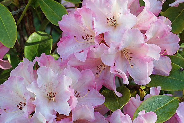 RHODODENDRON. BRUCE BRECHTBILL