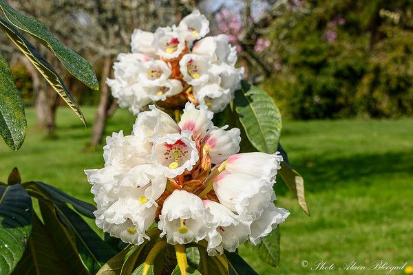 Rhododendron suoilenhense