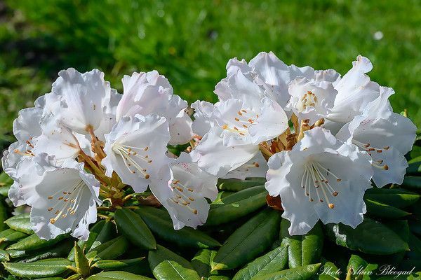 Rhododendron pseudochrysanthum