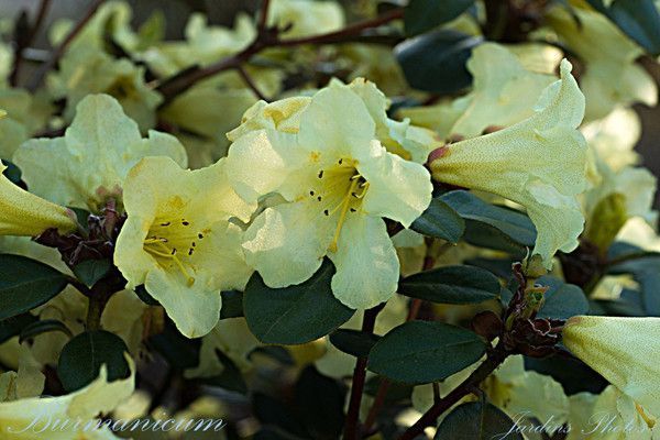 Rhododendron Burmanicum