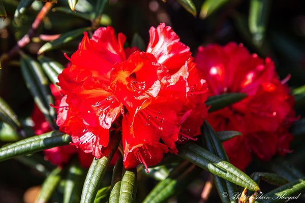 Rhododendron Ramsdenianum