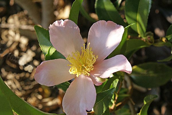 CAMELLIA. NOVEMBER PINK