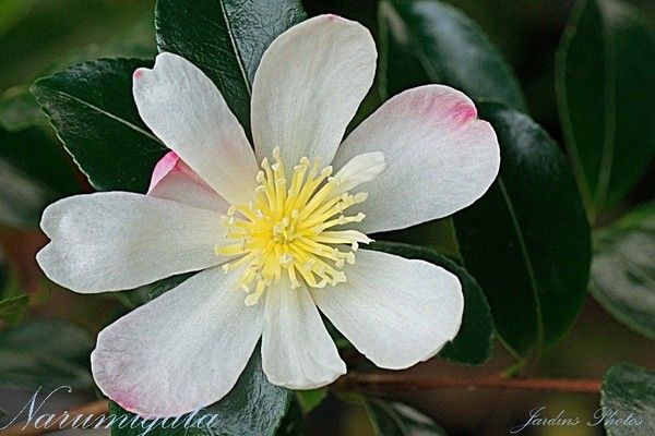 CAMELLIA. NARUMIGATA