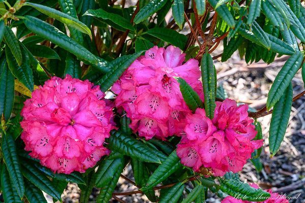 Rhododendron Kendrickii