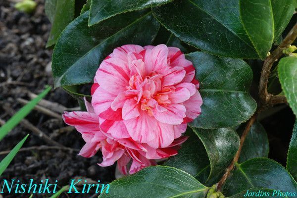 CAMELLIA. NISHIKI KIRIN