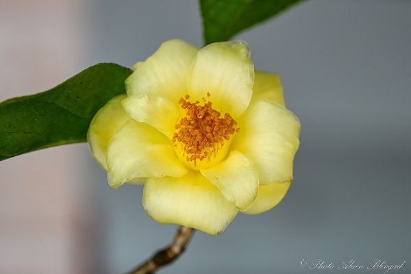 Camellia Nitidissima