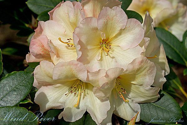 RHODODENDRON. WIND RIVER