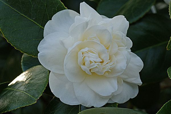 CAMELLIA. NOBILISSIMA