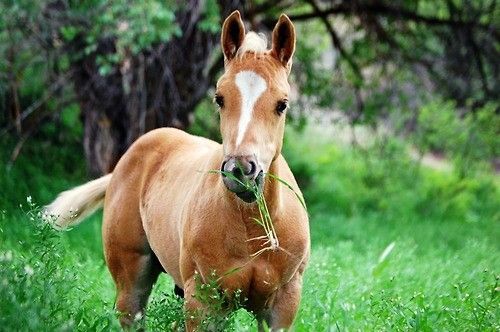 Chevaux