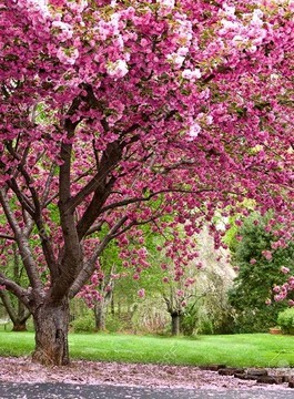 C'est le printemps !