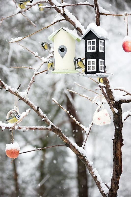 Pensez à Nourrir Les Oiseaux.....