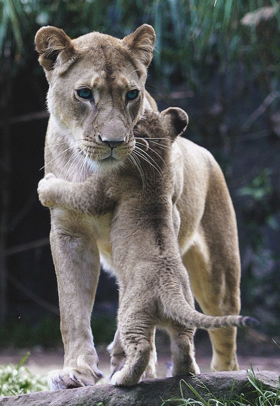 lionne et son lionceau