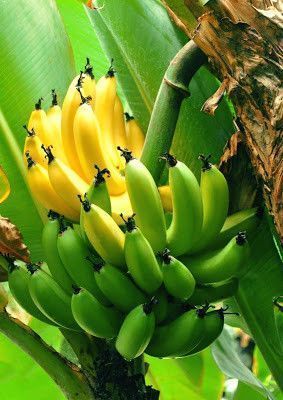 Beignets de banane