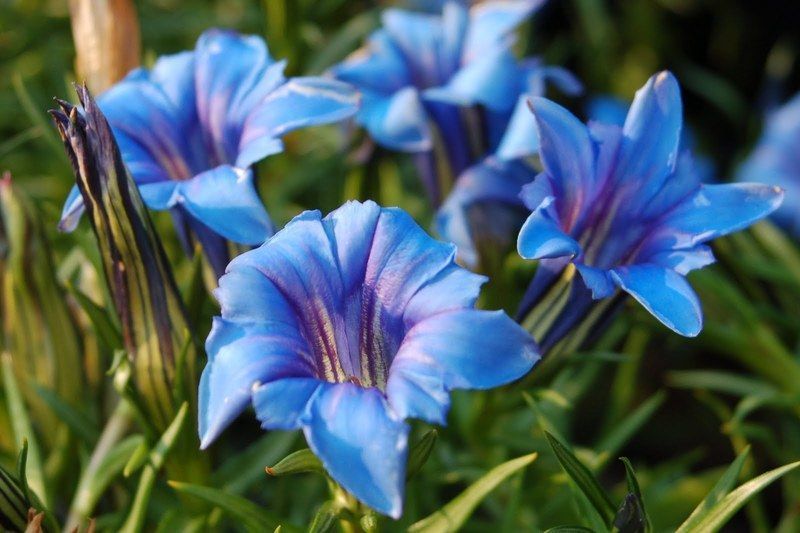 Gentiana-sino-ornata-blue.jpg