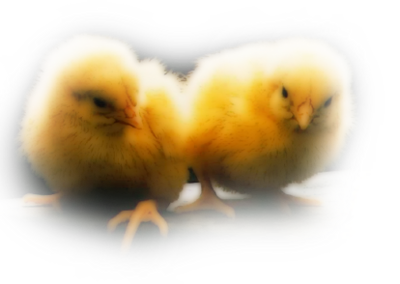 POUSSINS