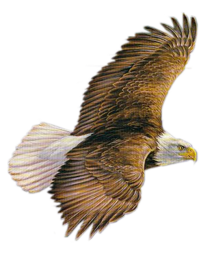 Rapace