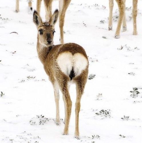 Un coeur d'attention....