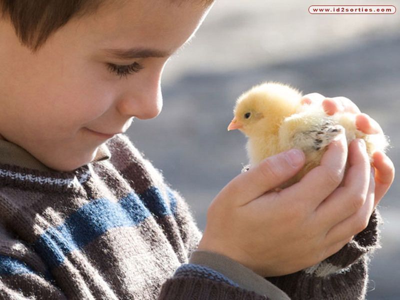 animaux-de-la-ferme-pedagogique-de-gally-avec-u-15610113739.jpg