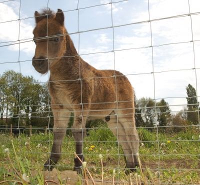 animaux-ferme-plus-belles-photos-animaux-ferme_436698.jpg