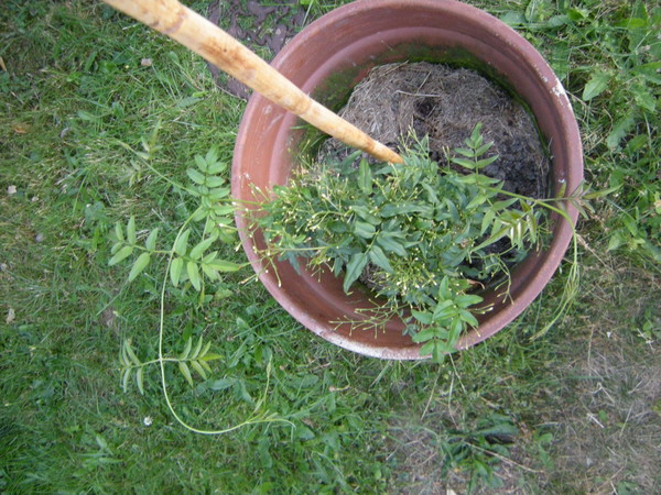 la nature, c'est-à-dire les plantes / 5830 / p / 2.2