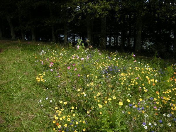 marcher près des plantes p0K