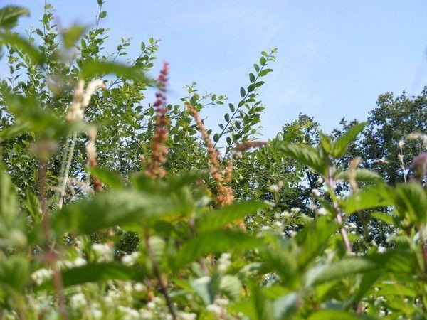 2Aa 3p2* - l'équilibre dynamique qu'est le biome Terre