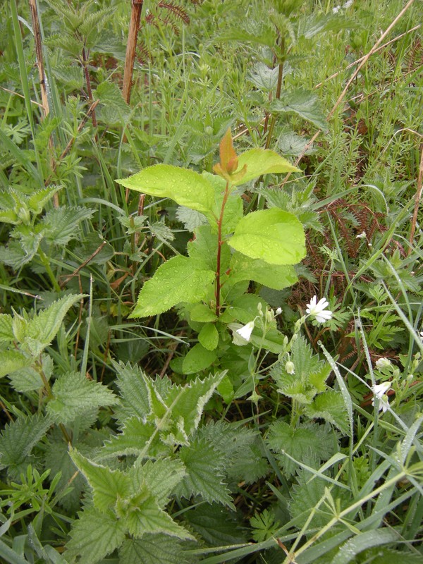 Malus 2p0 pommier kazakh troisième année protégé par orties