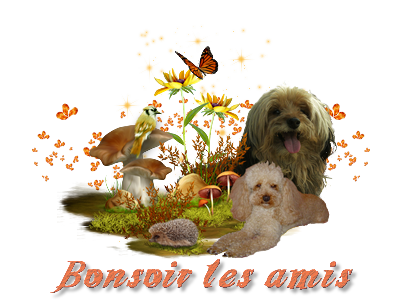 Bonsoir-les-amis-petit