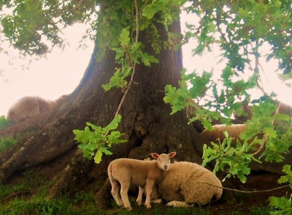 9 mai 2010: Sainte Fauste-Gargilesse