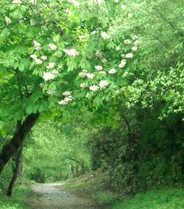 3 mai 2010: En route pour Vézelay (1ère partie)